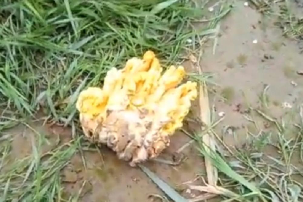 IMA UKUS KAO PILETINA, IMA JE SVUDA, A NE GOJI: Upoznajte MAGIČNU pečurku za skidanje kilograma!