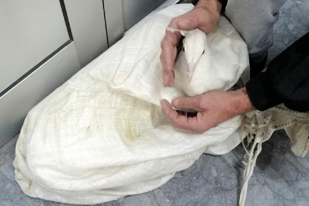 SRPSKI CARINICI SU PRIMETILI DA SE NEŠTO MRDA U BELOM DŽAKU: Ništa nije moglo da ih pripremi za ono što su VIDELI!