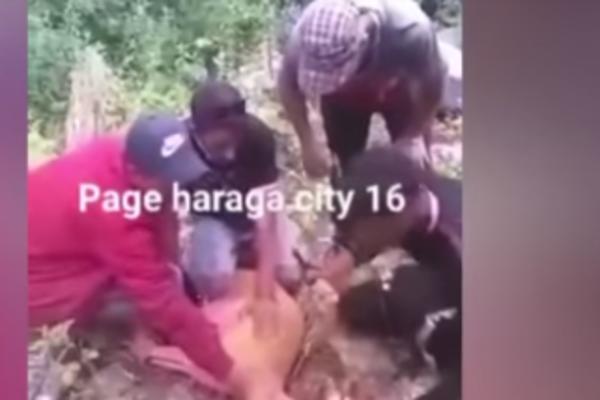 BALKAN ZGROŽEN SNIMKOM OVIH MIGRANATA: U šumi uhvatili LANE, pa ga zaklali (VIDEO)