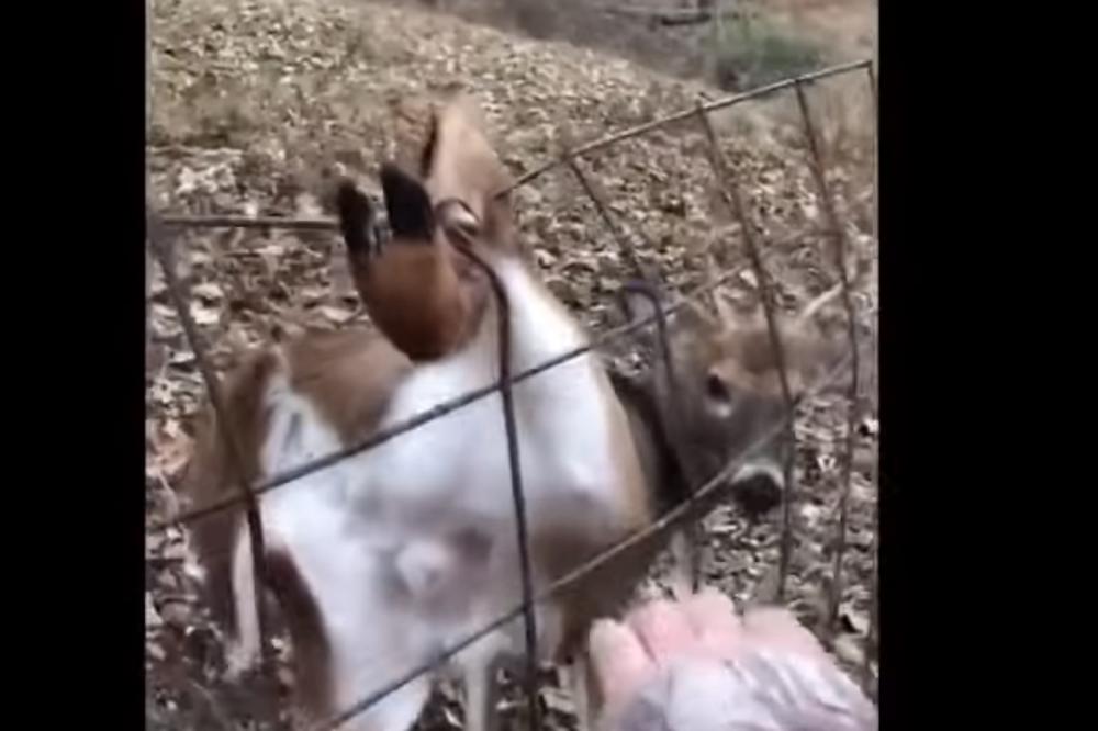 LOVCI PRONAŠLI ZAROBLJENO LANE, ODLUČILI DA GA NE UBIJU: Reakcija životinje bila je DIRLJIVA (VIDEO)