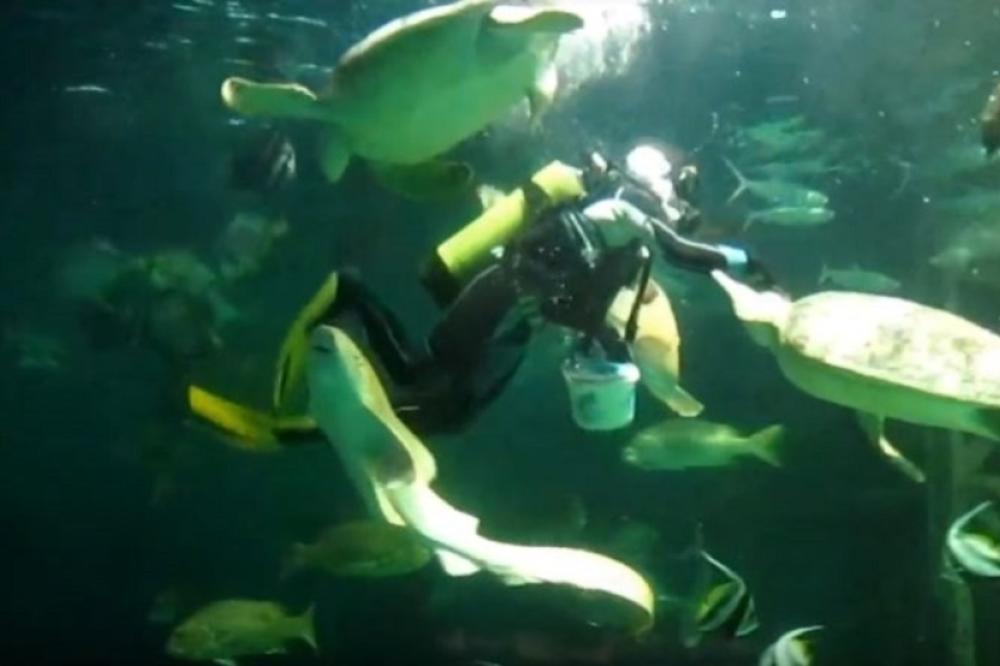 SMRTONOSNI PLES SA AJKULOM: Našao se oči u oči sa monstrumom, ali je upotrebio neverovatan trik (VIDEO)