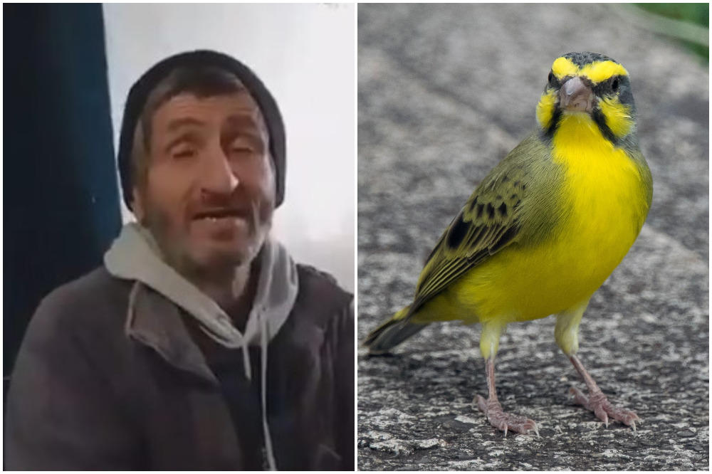 LEŽAO TRI GODINE U ZATVORU, A ZA SVE JE KRIV KANARINAC! Najluđa srpska priča o uzgajanju MARIHUANE (VIDEO)