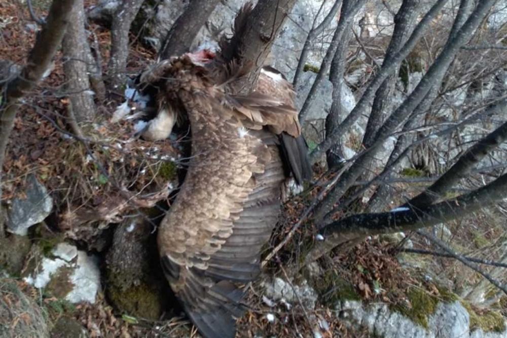 ZA DOBRILU JE NAVIJALA CELA SRBIJA, A SADA SU STIGLE NAJGORE MOGUĆE VESTI! (FOTO)