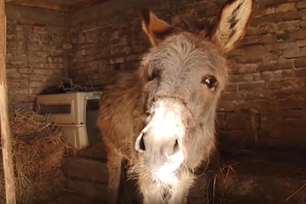 PARIO SE, PA SE ZALJUBIO: Magarac Jadran zbog ljubavi napravio haos u gradu! Poveo i dva ortaka sa sobom 'u štetu'!