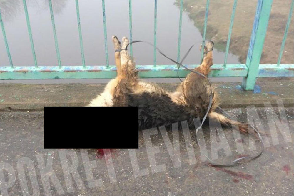 1.000 EVRA NAGRADA ZA ONOG KO PRIJAVI MONSTRUMA KOJI JE OVO URADIO: Horor u srpskom gradu!