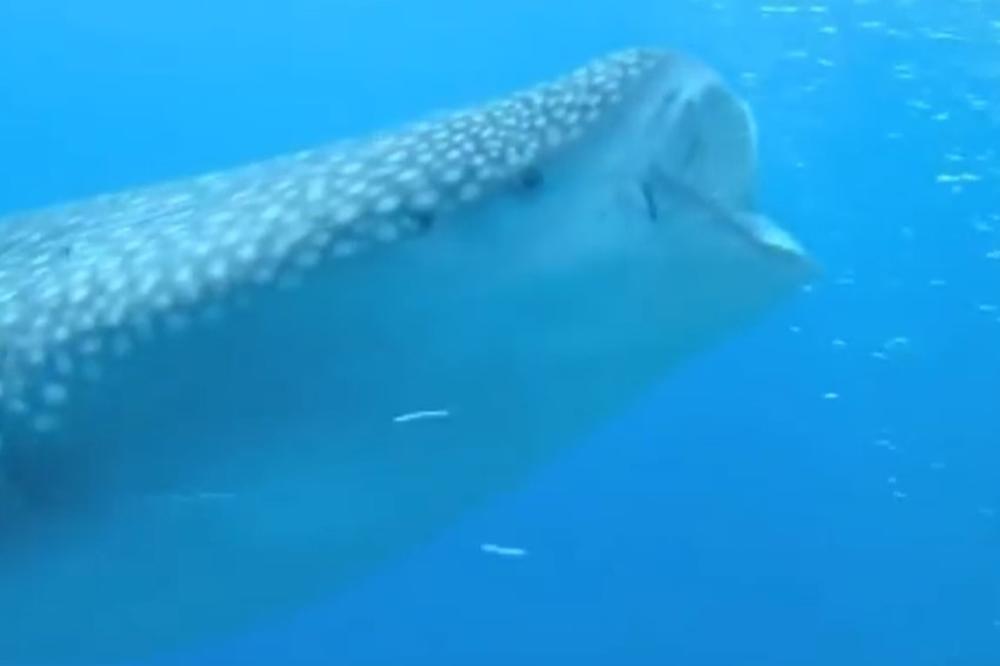 NAUČNICI U PANICI: Šta se ovo dešava sa OKEANIMA?