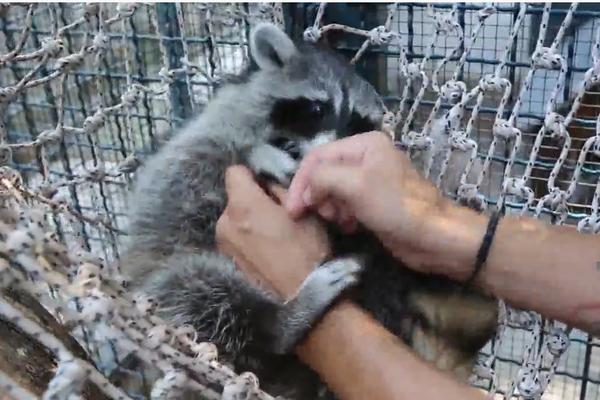 RAKUN POPIO KUVANO VINO PA BAULJAO ULICAMA! Ovo do sada niste videli