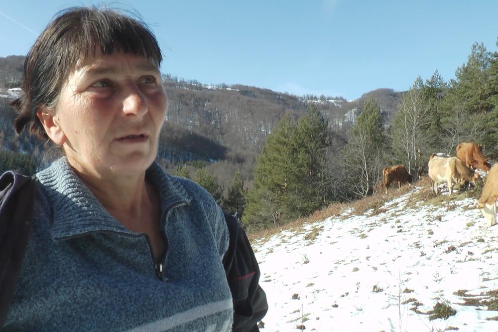 VASILIJA PO DEBELOM MINUSU RUČNO MUZE 16 KRAVA 2 PUTA DNEVNO! Porodica je za par sati ostala bez ŠTALE, a ide ZIMA!