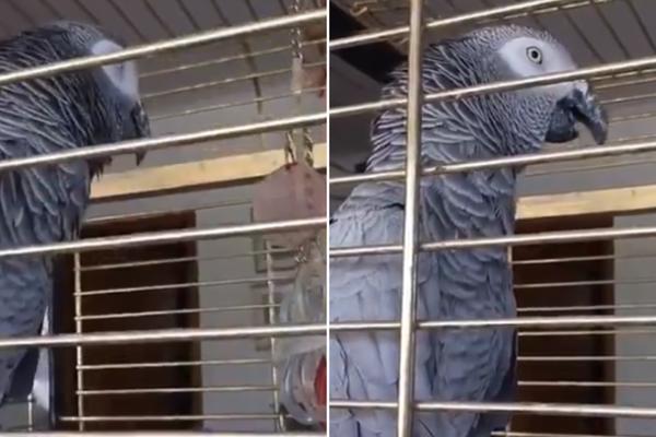 OVAJ PAPAGAJ JE PRAVI SRBENDA! Poslušajte samo šta kaže o KOSOVU (VIDEO)