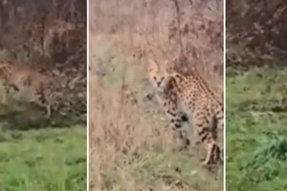 DA LI JE MOGUĆE DA OVA ŽIVOTINJA ŽIVI NA BALKANU? Snimljena AFRČKA ZVER, na sebi imala ČUDAN DETALJ (VIDEO)