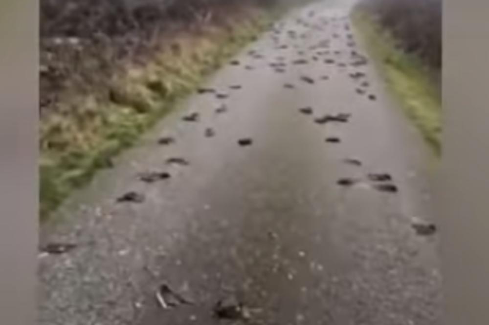 IZBILA ZARAZA ŠIROM KOSOVA I METOHIJE: Hitno izolovane farme u nekoliko gradova!