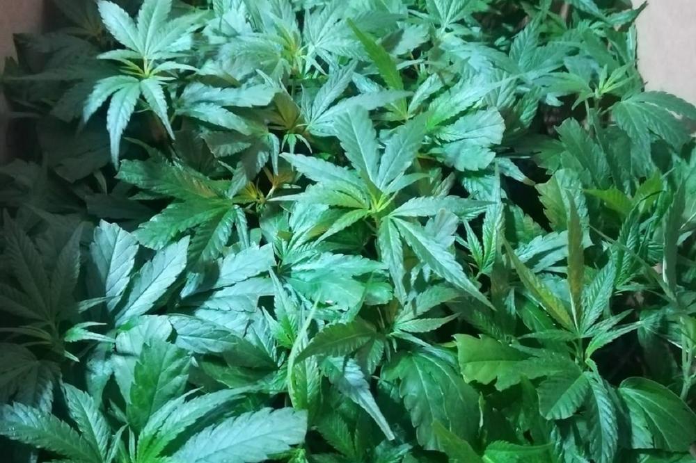 AKCIJA U NOVOM PAZARU: Policija uhapsila A.Š. (34), koji je u saksijama gajio marihuanu!