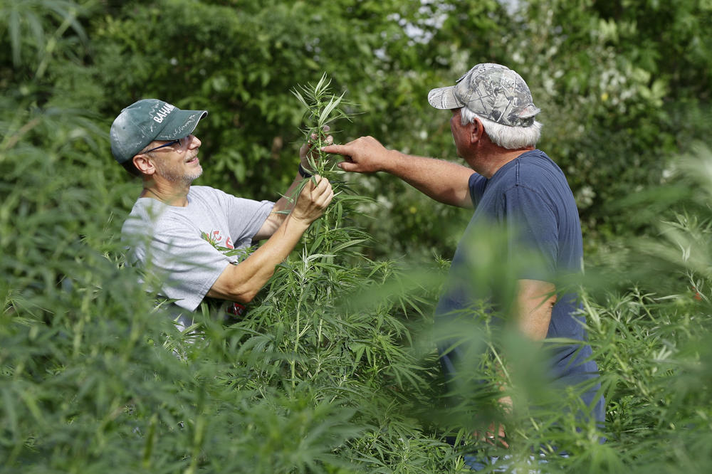 NOVA STUDIJA ZAČUDILA JAVNOST: Naučnici tvrde da marihuana može da pomogne u lečenju korone!
