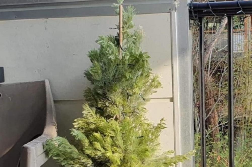 NA JELCI JU JE ČEKAO HOROR: Okrenula je drvo i bukvalno doživela fras! (FOTO)