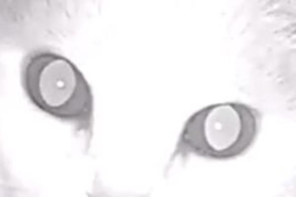 NAJJEZIVIJI SNIMAK KOJI ĆETE VIDETI: Imate li hrabrosti? (VIDEO)