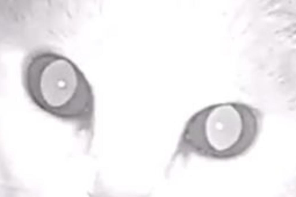 NAJJEZIVIJI SNIMAK KOJI ĆETE VIDETI: Imate li hrabrosti? (VIDEO)