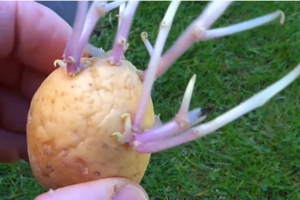 OVO NISTE NI SANJALI: Evo šta se desi sa organizmom AKO POJEDEMO PROKLIJALI KROMPIR