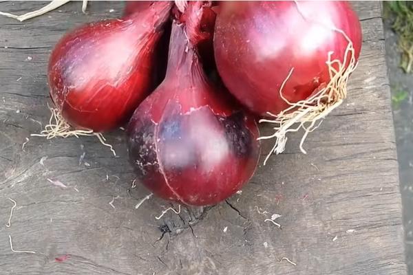 STAVITE CRVENI LUK NA VRAT I IZBORIĆETE SE SA 1 OD NAJČEŠĆIH BOLESTI DANAŠNJICE? Ovo je prava istina