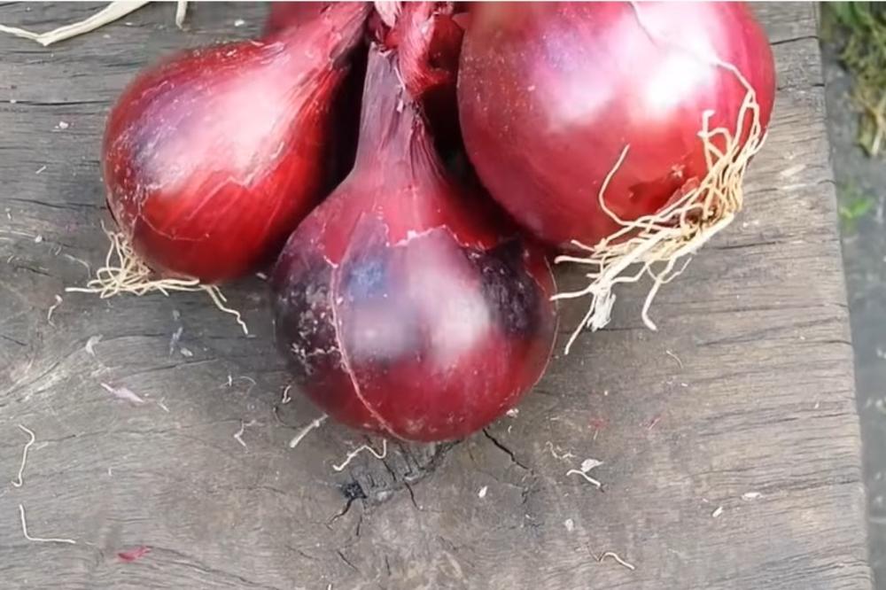 STAVITE CRVENI LUK NA VRAT I IZBORIĆETE SE SA 1 OD NAJČEŠĆIH BOLESTI DANAŠNJICE? Ovo je prava istina