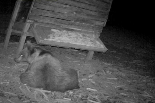 SNIMLJENA DRAMA U SRBIJI: Ova ZVER je preprečila put DVOJICI LJUDI! (FOTO)