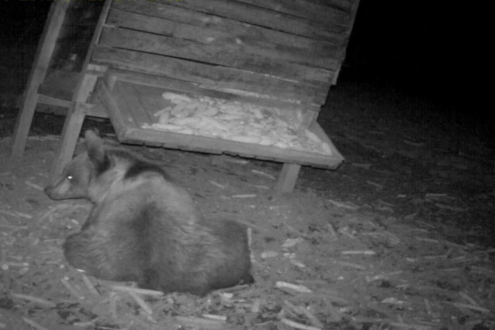 SNIMLJENA DRAMA U SRBIJI: Ova ZVER je preprečila put DVOJICI LJUDI! (FOTO)