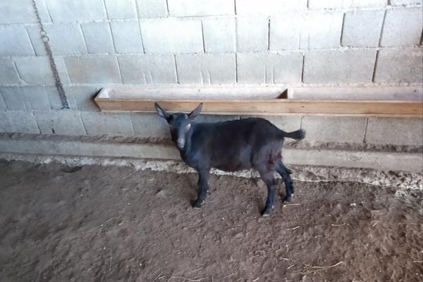 ČUDO OD KOZE NA GOJNOJ GORI: Kažu da je ovo PRVI OVAKAV SLUČAJ ZABELEŽEN NA SVETU! (FOTO)