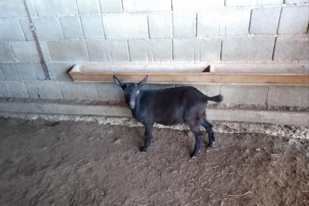 ČUDO OD KOZE NA GOJNOJ GORI: Kažu da je ovo PRVI OVAKAV SLUČAJ ZABELEŽEN NA SVETU! (FOTO)