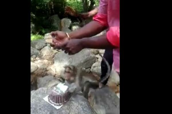 NAJPOKVARENIJI MAJMUN NA SVETU! Sebična životinja je ovom čoveku UPROPASTILA PRELEP TRENUTAK! (VIDEO)