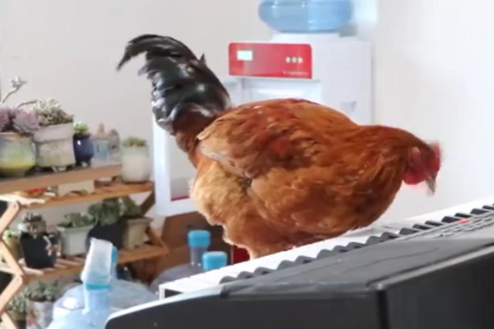 KOKOŠKA NAUČILA DA SVIRA SINTISAJZER: Uspešno odsvirala celu pesmicu! Uverite se sami (VIDEO)