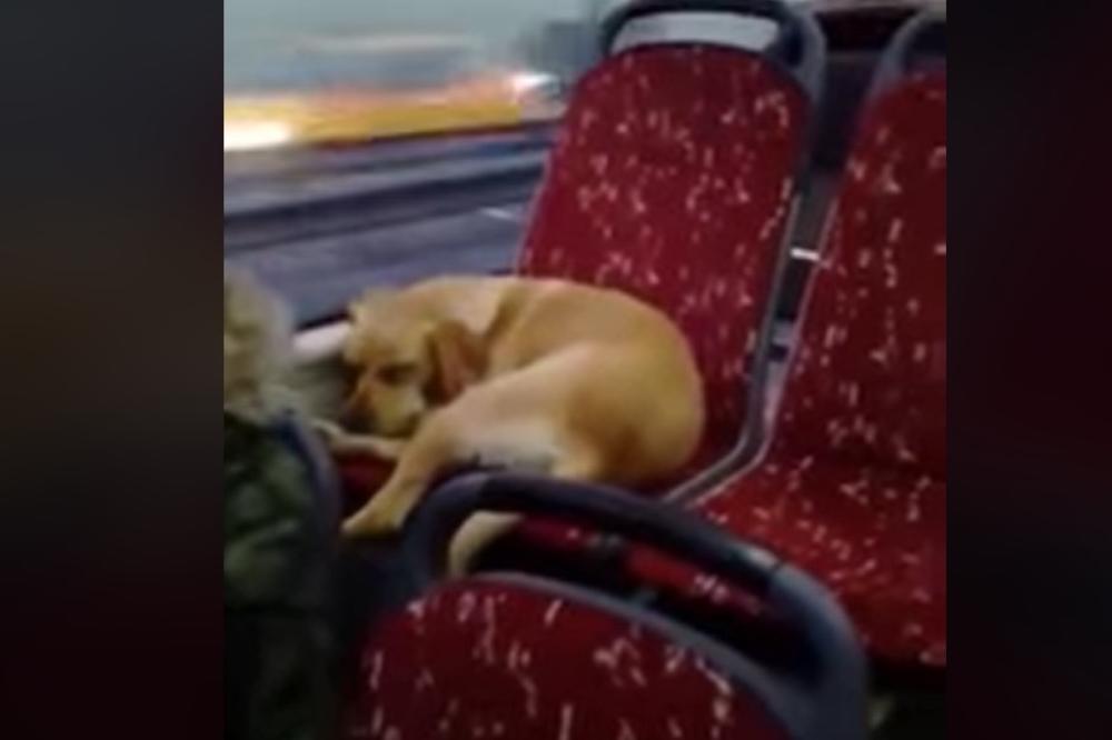 SCENA KOJA TOPI I NAJTVRĐA SRCA: Pustili su promrzlog psa da uđe u autobus, a njegova reakcija je hit (VIDEO)