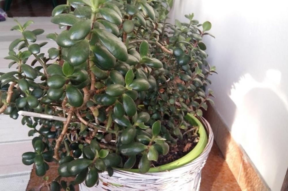 OVA BILJKA PRIZIVA BOGATSTVO U KUĆU I ŠTITI OD ZLIH DUHOVA: Vrlo je POPULARNA I PREMOĆNA