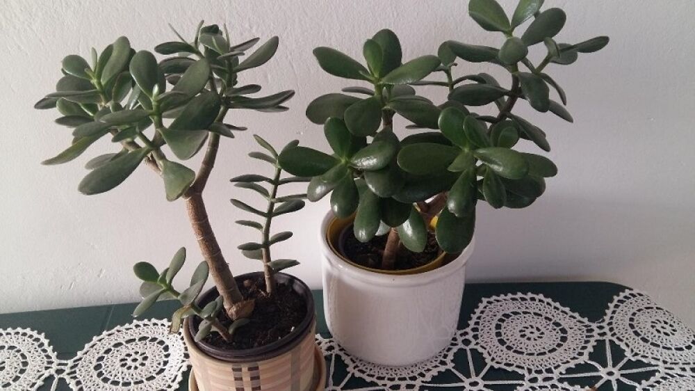 Biljke su najlepša dekoracija naših domova