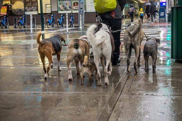 PSEĆE MESO STAVLJAJU U ĆEVAPE!!! Ovde nikada nemojte da ih naručite, NIKADA!