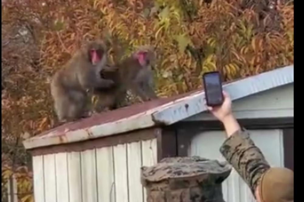 VOJNICI SNIMALI MAJMUNA U LJUBAVNOM ZANOSU: Posle 5 sekundi, BEŽALI SU KAO MIŠEVI! (VIDEO)