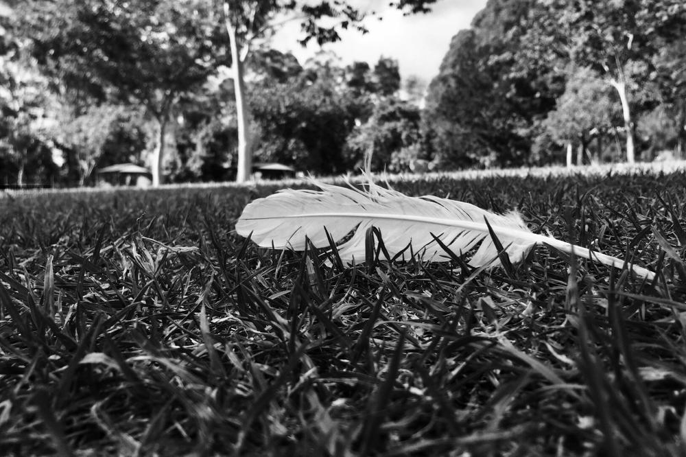 OVO SU ZNACI DA POKOJNICI KOMUNICIRAJU SA VAMA: Ako ste našli BELO PERO, to je važna PORUKA!