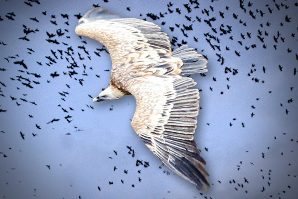 STRAŠNA SLIKA NA NEBU IZNAD SRBIJE: Oko najponosnije srpske ptice su se stvorile CRNE UTVARE i desio se pravi UŽAS!