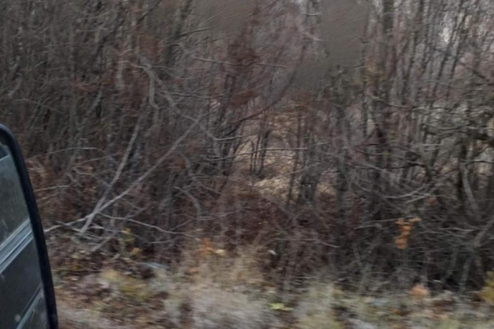 PRONAĐENA ZEMUNICA U KOJOJ JE BILA MONIKA: U njoj su našli TRI STVARI! (VIDEO)