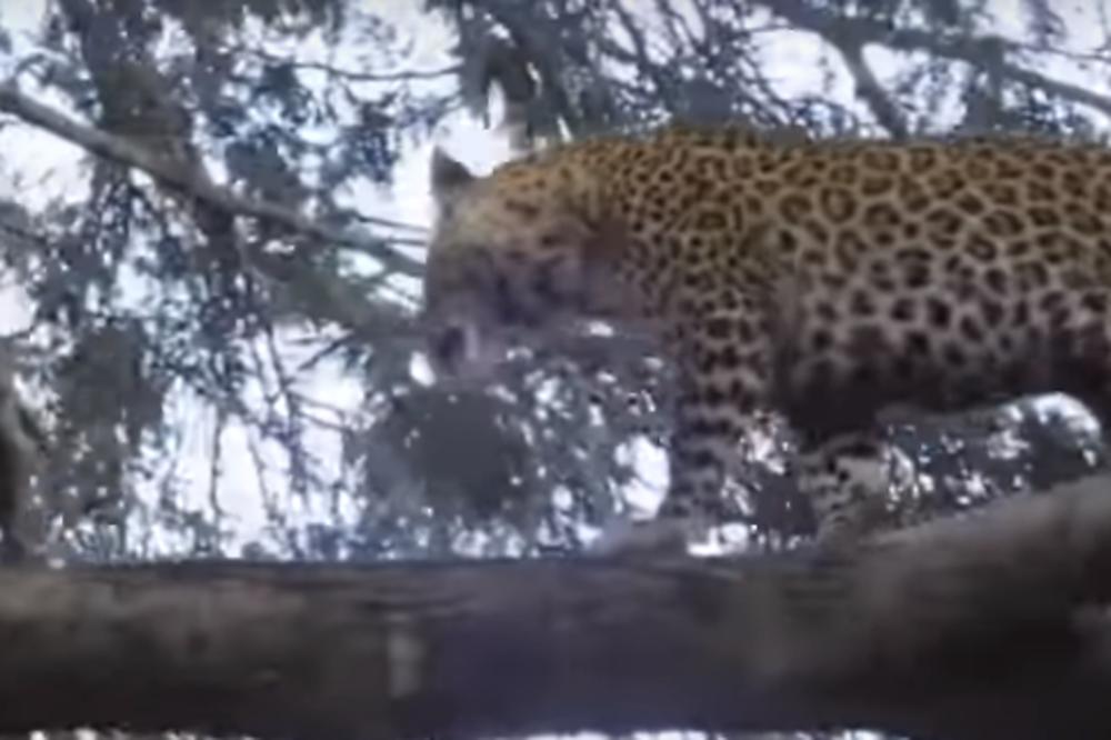 NEZAPAMĆENA TRAGEDIJA, LEOPARD UBIO DEČAKA (4): Nosio ga u ČELJUSTIMA, odzvanjali KRICI MALIŠANA - HOROR!