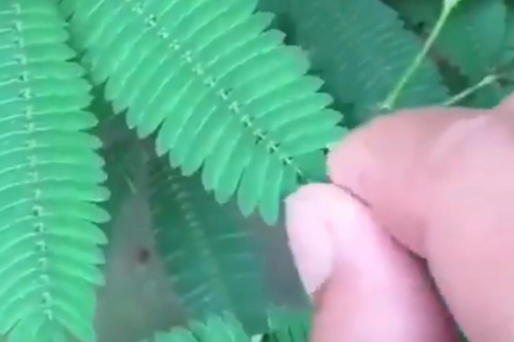 DODIRNUO JE BILJKU, PA POSMATRAO ČUDO: Ovo još niste videli (VIDEO)