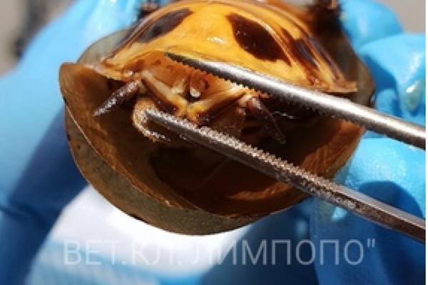 RUSI OPERISALI BUBAŠVABU POSLE KOMPLIKOVANE TRUDNOĆE: Ne, ovo nije lažna vest