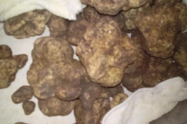 MINISTARSTVO ZAŠTITE ŽIVOTNE SREDINE DALO PONUDU ZA KUPOVINU OVE VREDNE STVARI: Svi mogu da je DOBIJU!