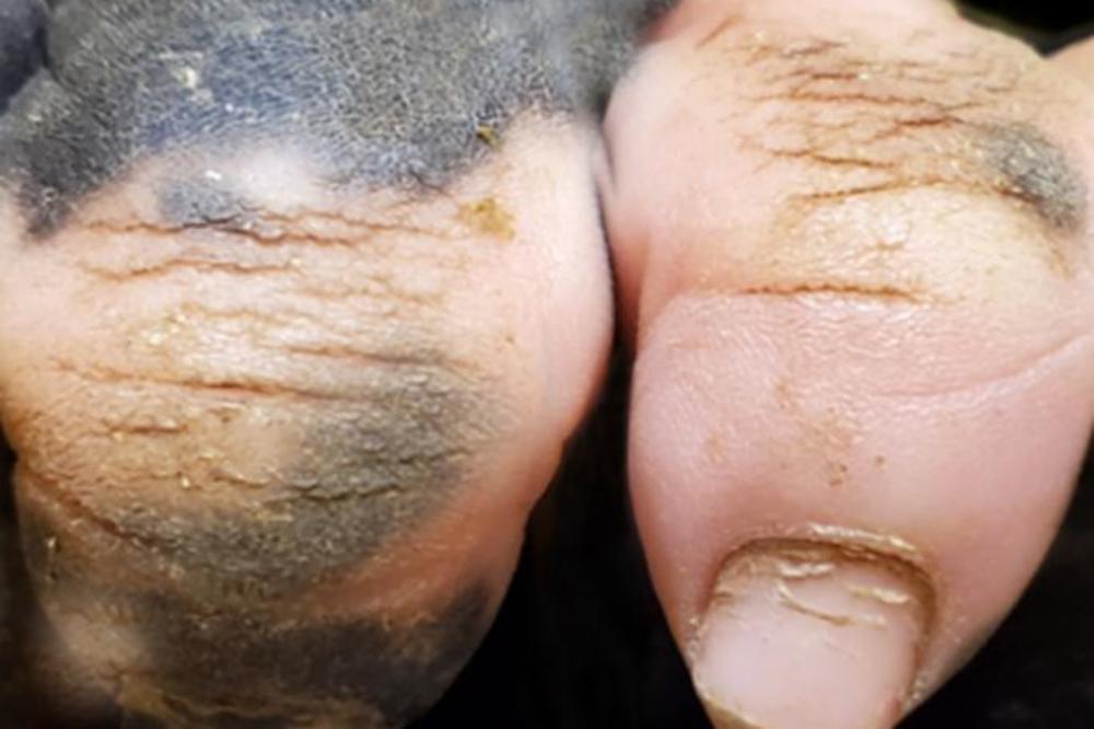 ZNATE LI ČIJE SU OVO RUKE? Pogledajte još jednom, RAZBIĆE VAM MNOGE ILUZIJE (VIDEO)