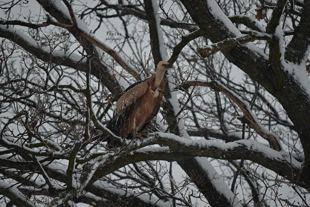 BELOGLAVI SUP DIGAO REZERVAT NA NOGE: Pronađen Y6 za kojim se TRAGALO, ali više NEĆE biti u službi NAUKE!