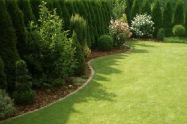 SVI SADE TUJE U DVORIŠTU: Kad čujete ZAŠTO JE TO LOŠE, ODMAH će je UKLONITI, ona vam NE TREBA!