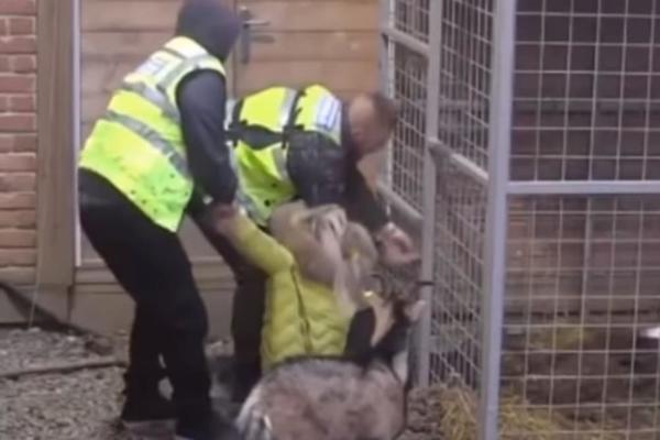 ERMINA POKUŠALA DA SPASI SVOG PSA IZ KAVEZA! Plače i MOLI, jezive SCENE ŽIVOTINJE (UZNEMIRUJUĆI SNIMAK)