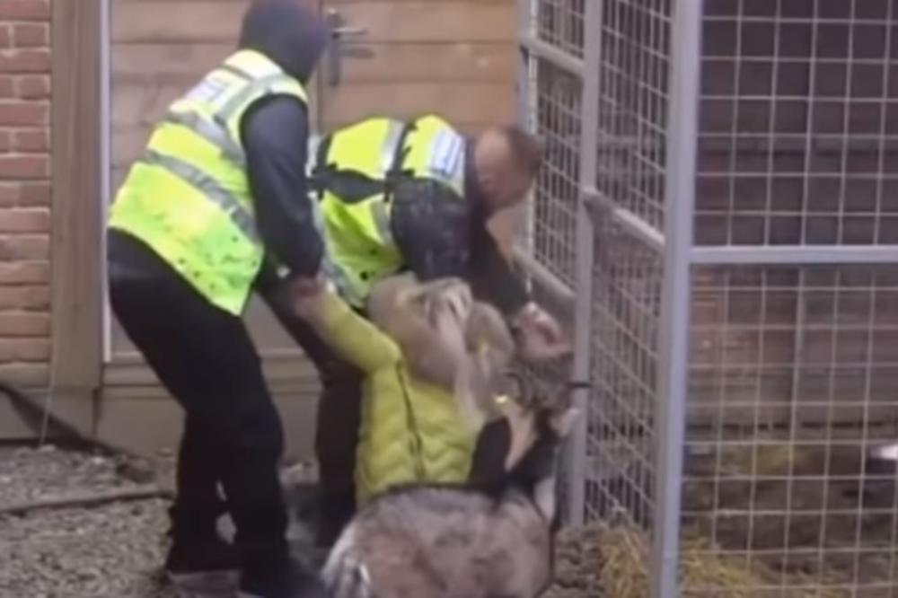 ERMINA POKUŠALA DA SPASI SVOG PSA IZ KAVEZA! Plače i MOLI, jezive SCENE ŽIVOTINJE (UZNEMIRUJUĆI SNIMAK)