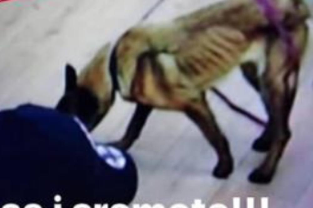 ERMINI POD HITNO ODUZETI PSA! Produkcija nema veze sa OVIM, pogledajte koliko je IZGLADNELA ŽIVOTINJU! SRAMOTNO