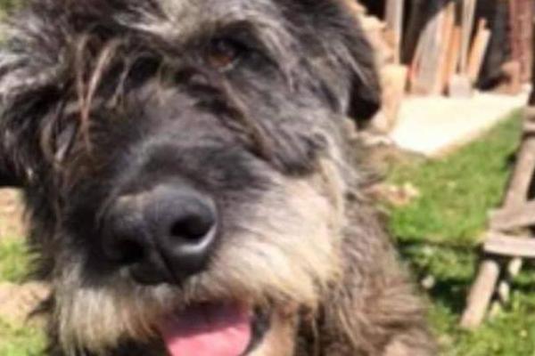 PAS UGINUO NAKON ŠTO MU JE MONSTRUM STAVIO PETARDU U ANALNI OTVOR! Četiri dana se mučio...