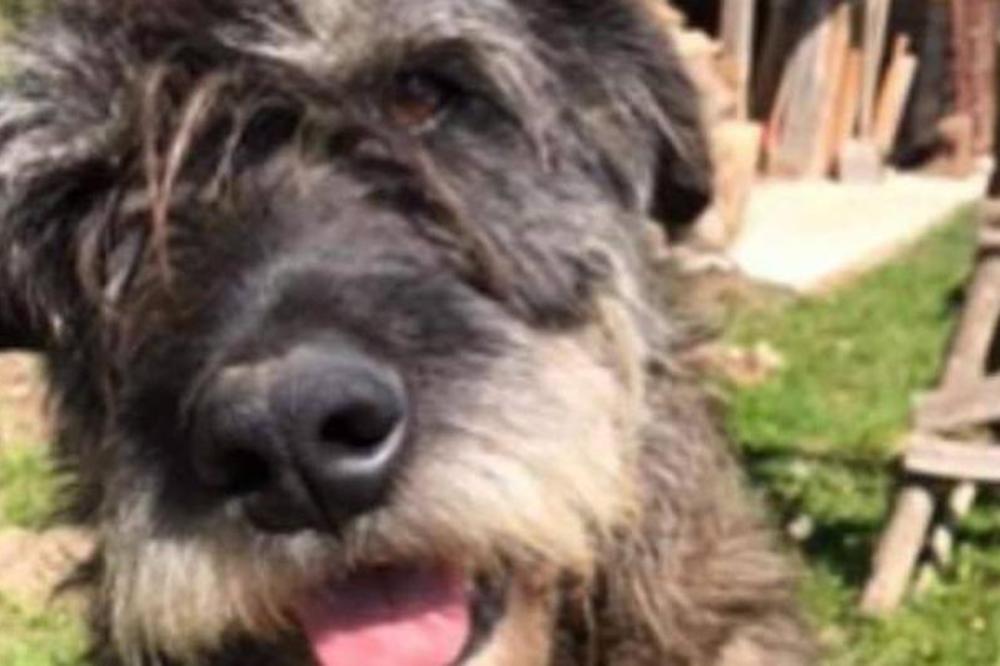 PAS UGINUO NAKON ŠTO MU JE MONSTRUM STAVIO PETARDU U ANALNI OTVOR! Četiri dana se mučio...