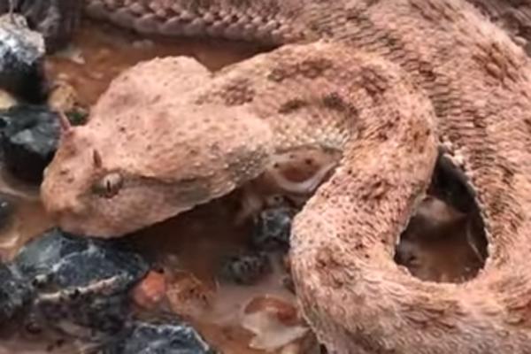 NAŠLI SU DEHIDRIRANU ZMIJU OTROVNICU NA SAMRTI: Kada su joj prineli vodu, njena reakcija ih je oduvala! (VIDEO)